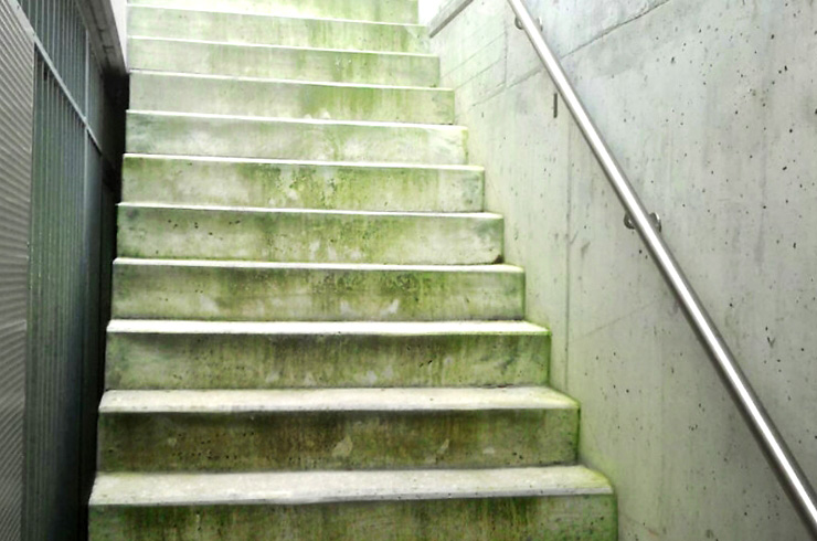 Algen- und Moosvertilger Treppe vorher